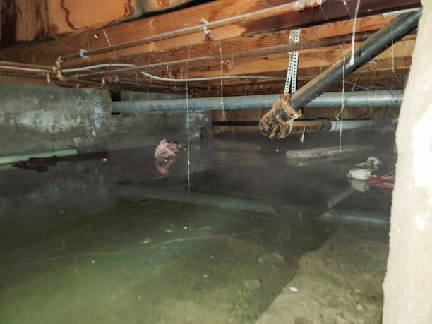 Best Sewage cleanup and water damage restoration  in Meeker, CO