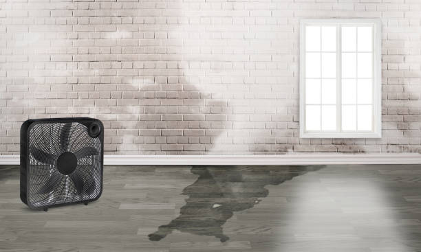 Best Carpet water damage restoration  in Meeker, CO